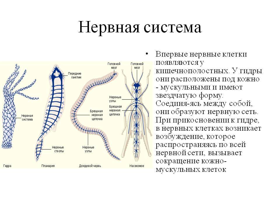 Кракен это современный даркнет маркет плейс